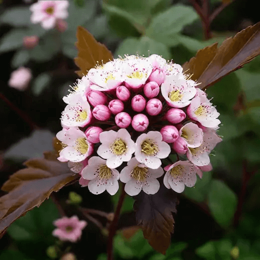 Пузыреплодник калинолистный 'Sumer Wine'