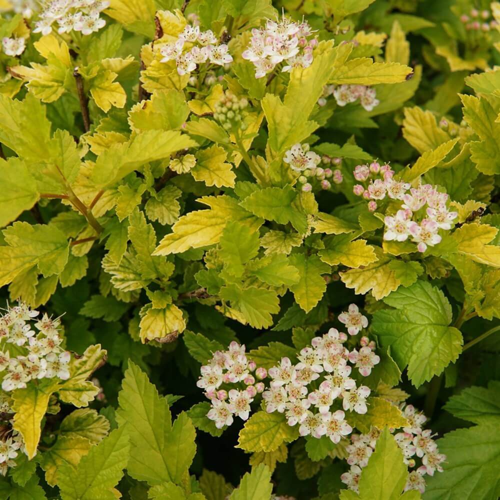 Пузыреплодник калинолистный 'Tiny Wine Gold'