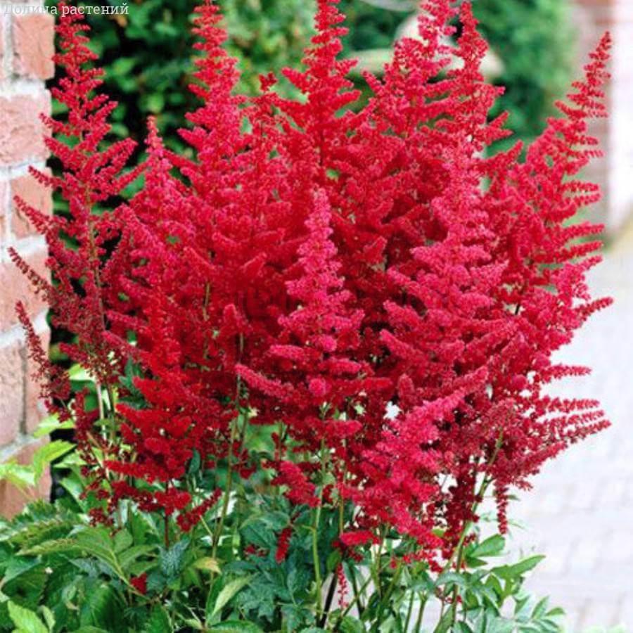 Астильба Арендса ‘Burgundy Red’