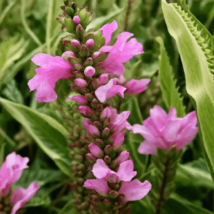Физостегия виргинская 'Variegata'