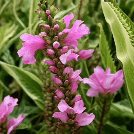 Физостегия виргинская 'Variegata'