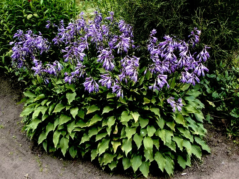 Хоста Plantaginea (подорожниковая)