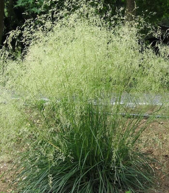Луговик дернистый (щучка) 'Tardiflora'