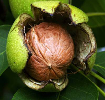 Орех грецкий