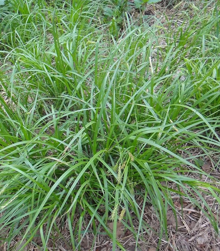 Осока Арнелла (Carex arnellii)