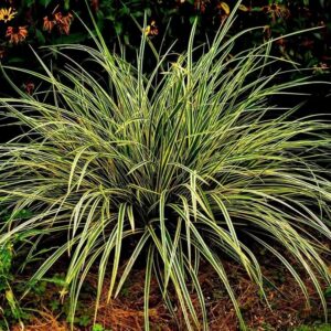 Осока Морроу (Carex Morrowii)