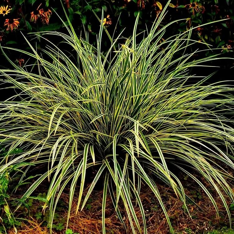 Осока Морроу (Carex Morrowii)
