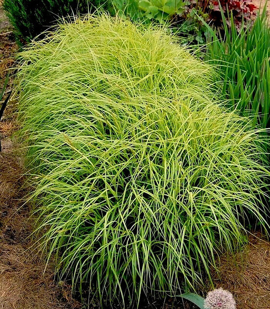 Осока пальмолистная Вариегата (Carex muskingumensis Variegata)