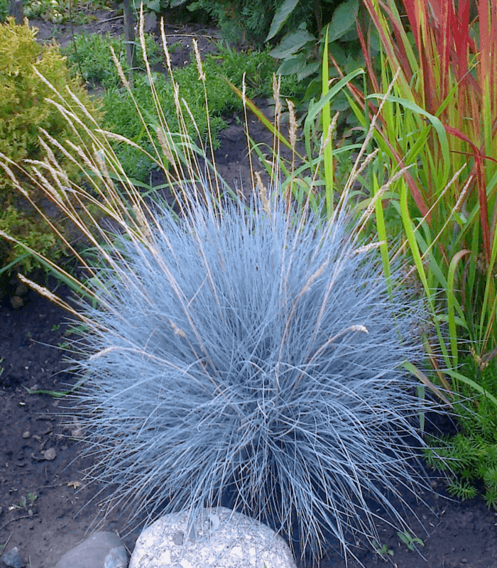 Овсяница сизая Азурит (Festuca cinerea Azurit)