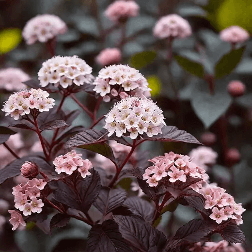 Пузыреплодник Леди ин Рэд