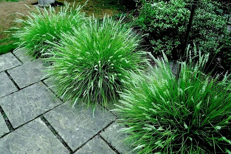 Сеслерия голубая (Sesleria caerulea)