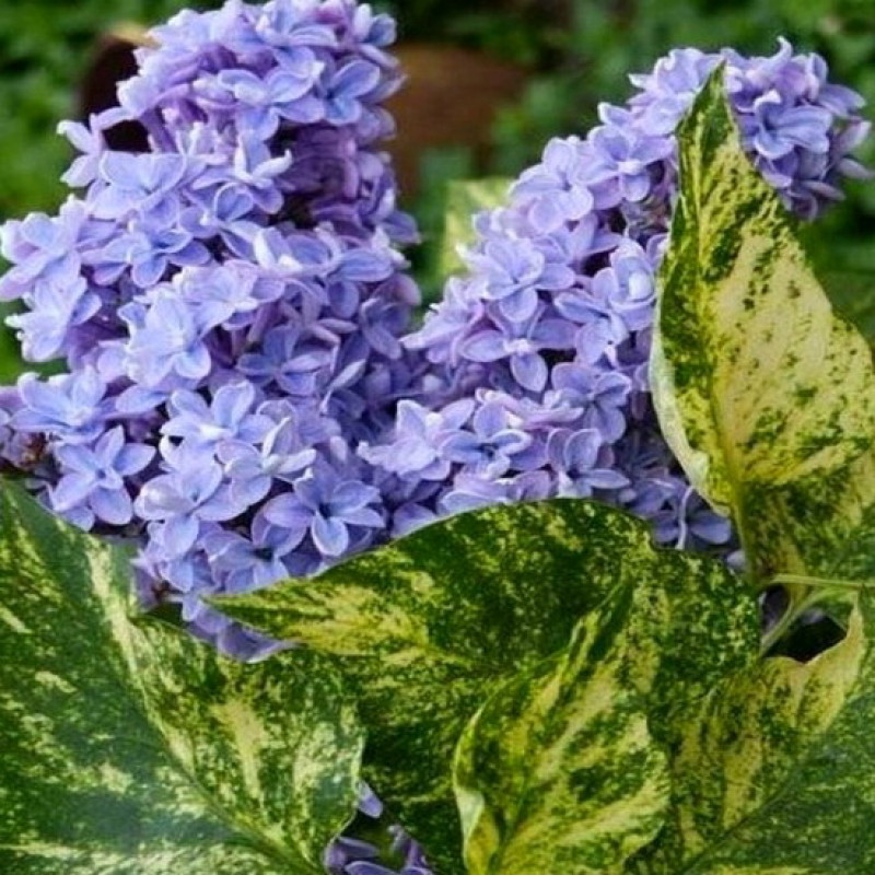 Сирень обыкновенная ”Аукубофолия”