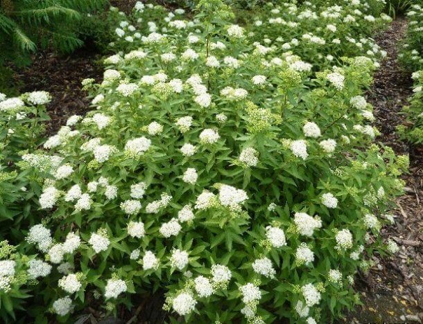 Сорт Пигмея Альба "Pygmaea Alba"