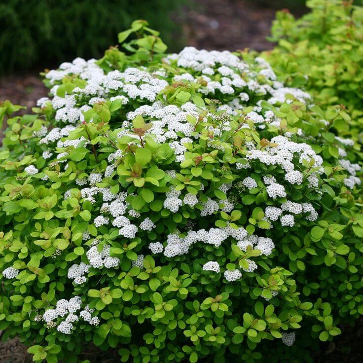 Спирея берёзолистная 'Tor Gold'