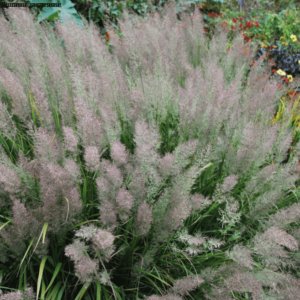 Вейник коротковолосистый (Calamagrostis brachytricha)