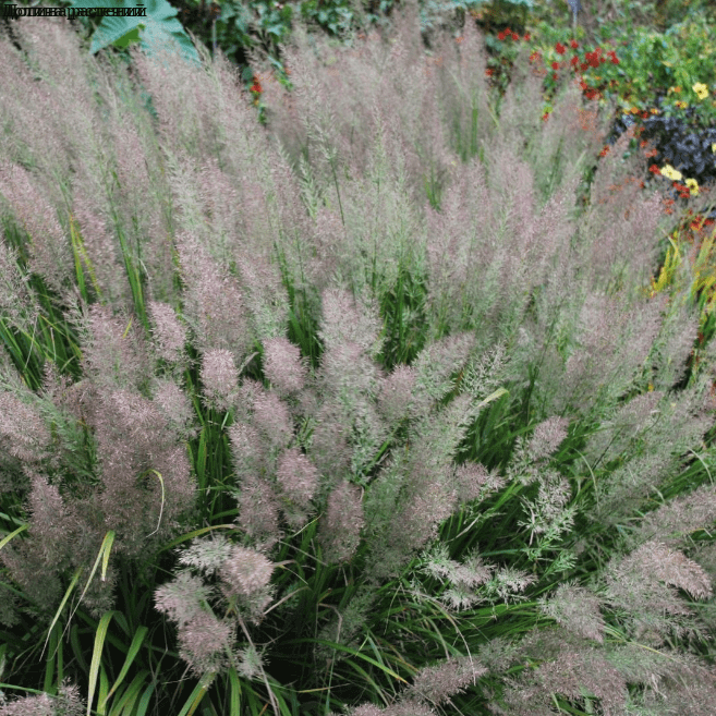 Вейник коротковолосистый (Calamagrostis brachytricha)