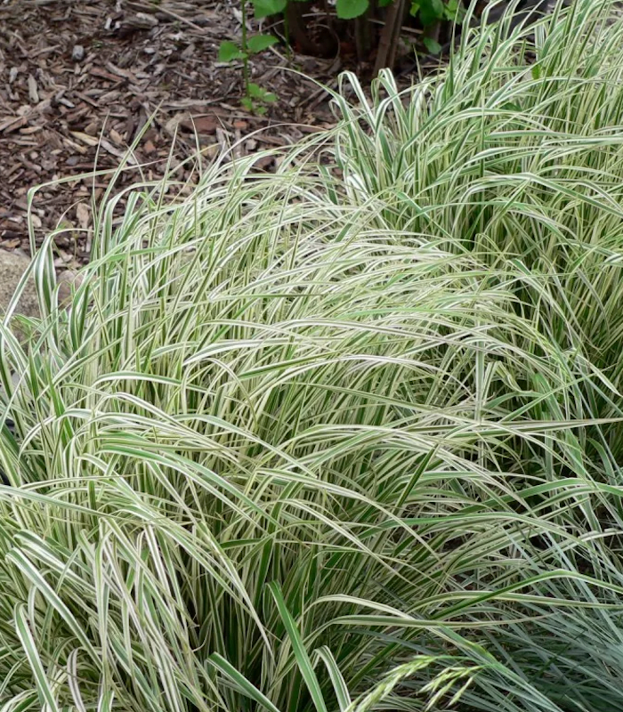 Вейник остроцветковый Овердам (Calamagrotis acutiflora Overdam)